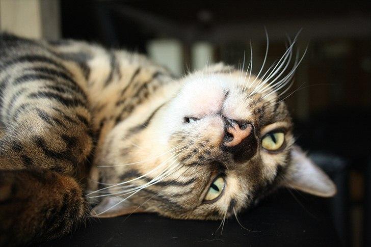 Bengal Baloo billede 4