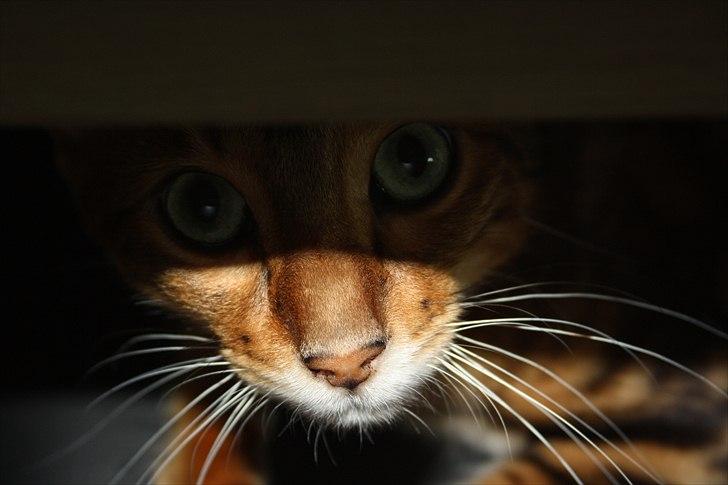 Bengal Nando billede 19