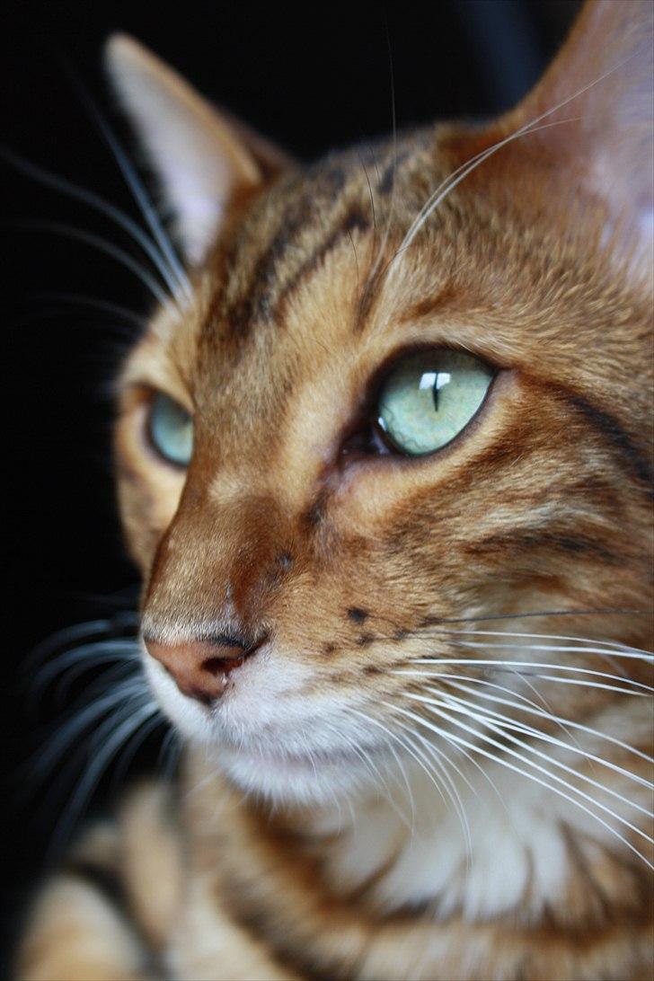 Bengal Nando billede 1