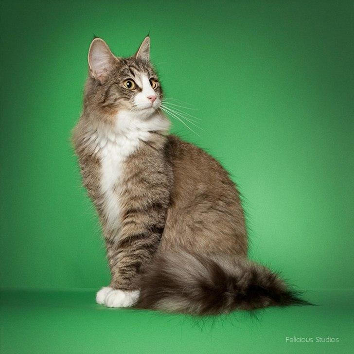 Norsk Skovkat CocoKnurhår Felis Jubatus - 10 måneder billede 1