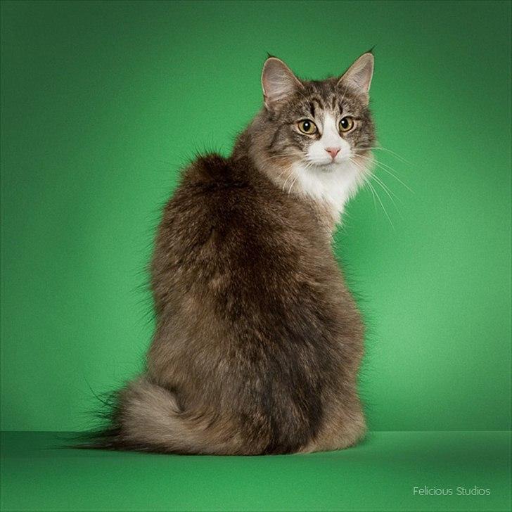 Norsk Skovkat CocoKnurhår Felis Jubatus billede 7