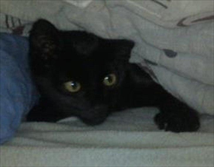 Huskat Blackie - Blackie..... da han var lille :-) billede 13