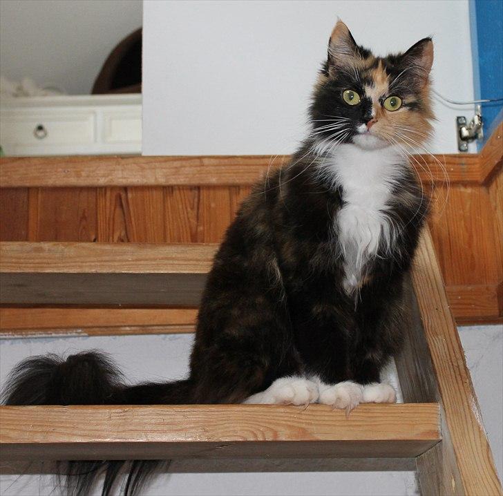 Norsk Skovkat Farasha  billede 1