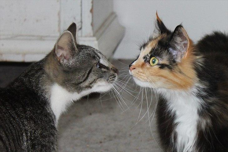 Norsk Skovkat Farasha  billede 2