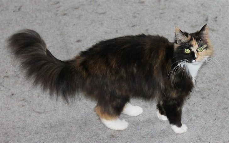 Norsk Skovkat Farasha  billede 3