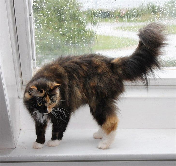 Norsk Skovkat Farasha  billede 4