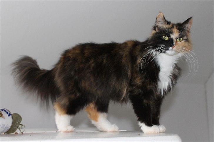 Norsk Skovkat Farasha  billede 6