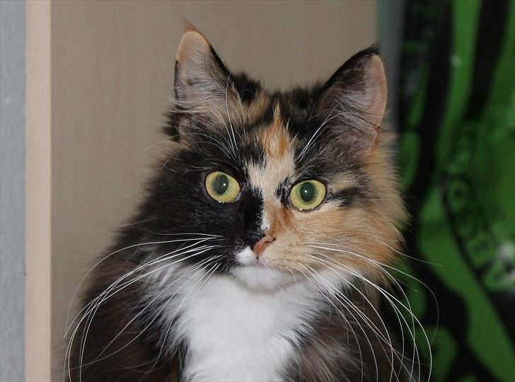 Norsk Skovkat Farasha  billede 7