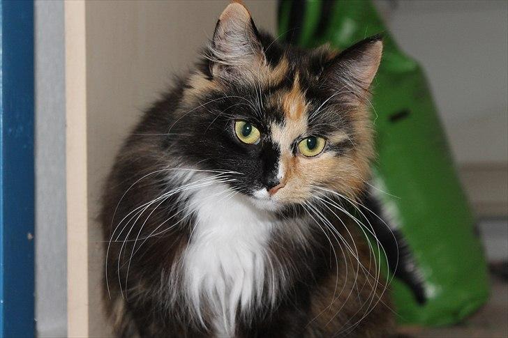 Norsk Skovkat Farasha  billede 8