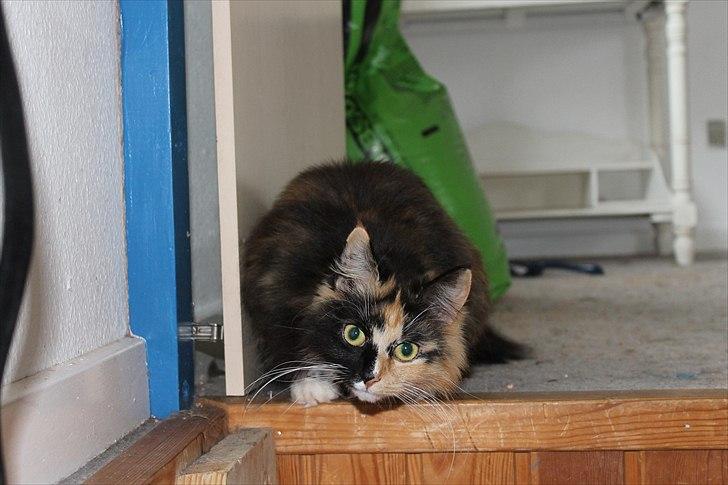 Norsk Skovkat Farasha  billede 9