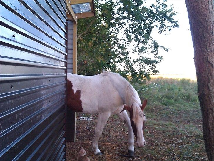 Huskat Bobby - Hov der kom en hest... billede 13