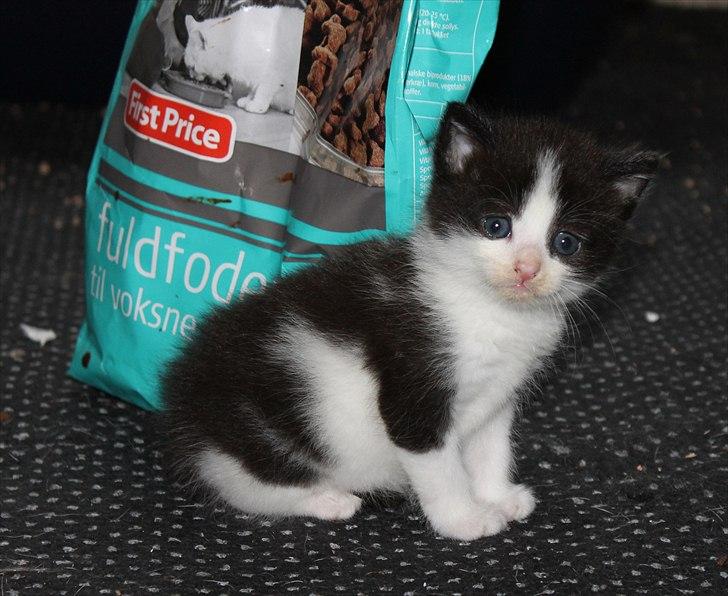 Huskat peswee  billede 2