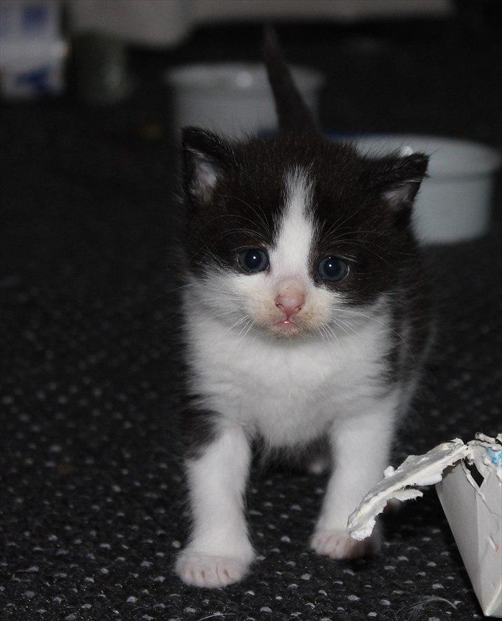 Huskat peswee  billede 3