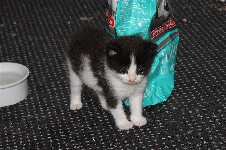 Huskat peswee  billede 4