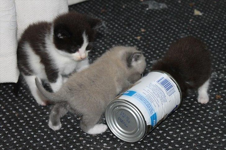 Huskat peswee  billede 5