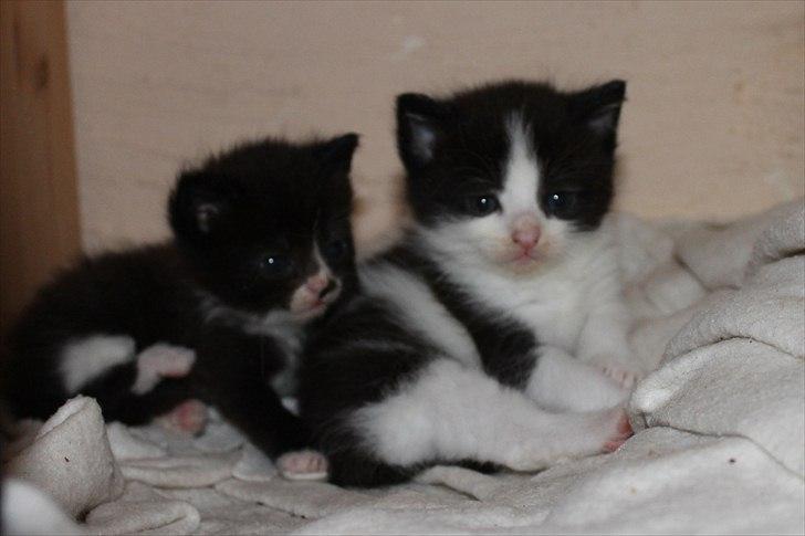 Huskat peswee  billede 6