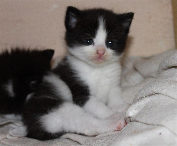 Huskat peswee  billede 1