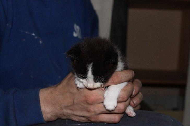 Huskat peswee  billede 7