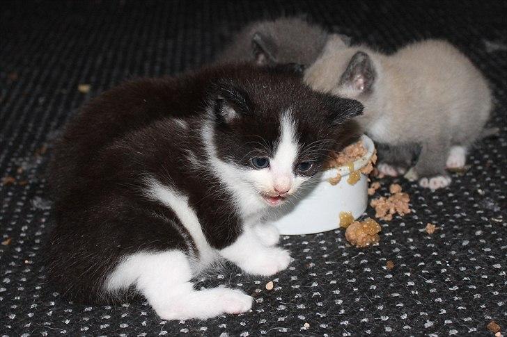 Huskat peswee  billede 8