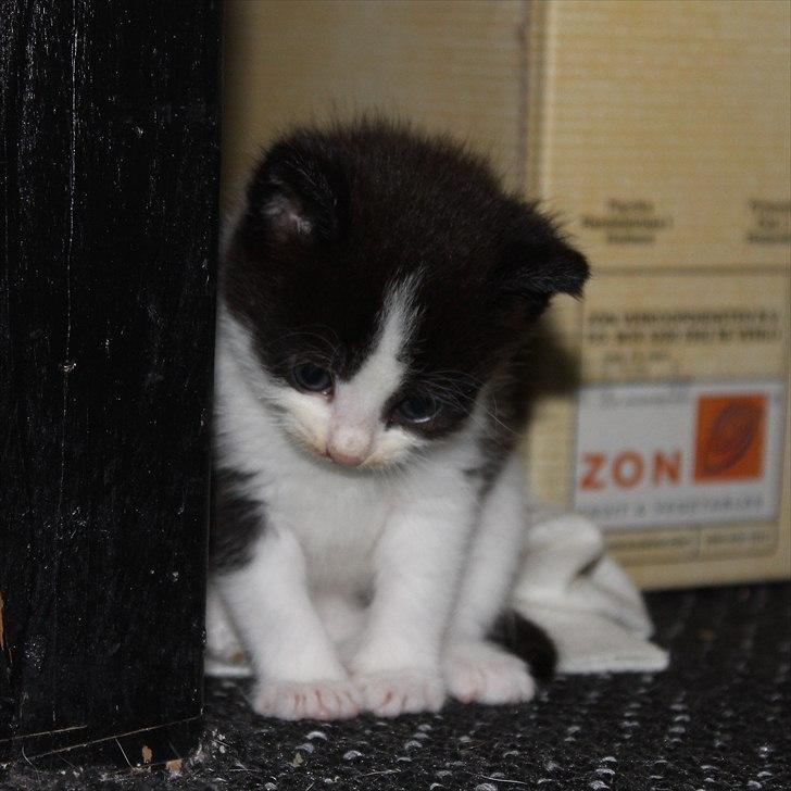 Huskat peswee  billede 9