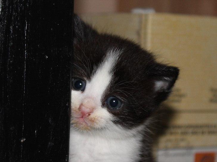 Huskat peswee  billede 10