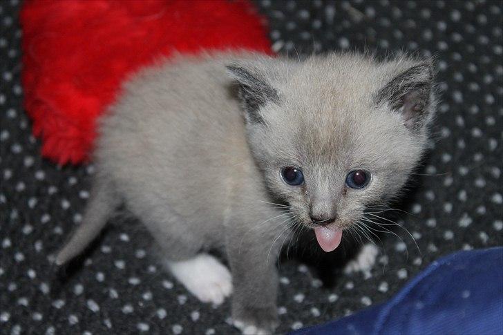 Blanding af racer spenny billede 4