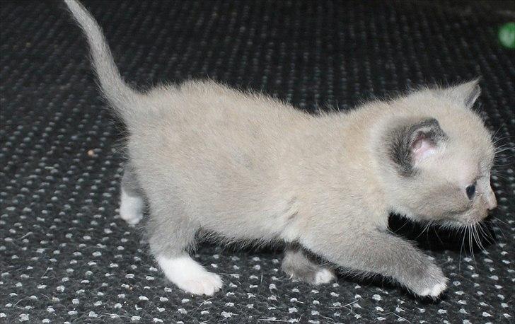 Blanding af racer spenny billede 5