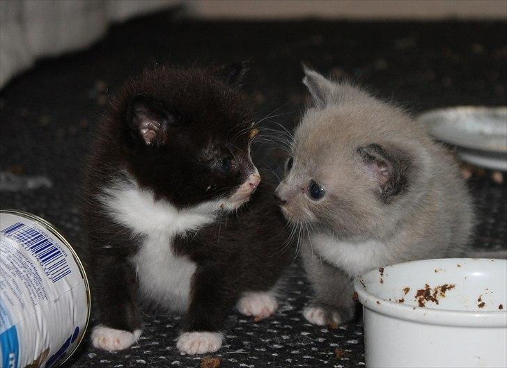 Blanding af racer spenny billede 7