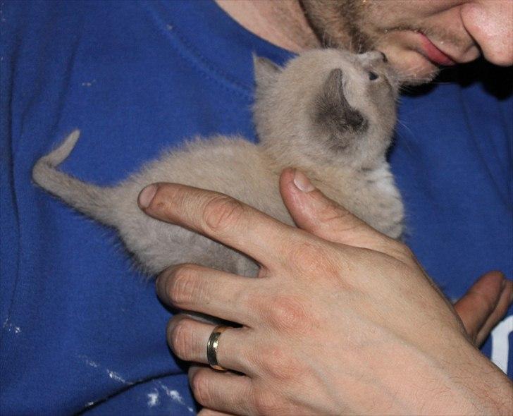 Blanding af racer spenny billede 8