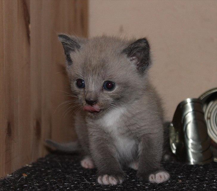 Blanding af racer spenny billede 9