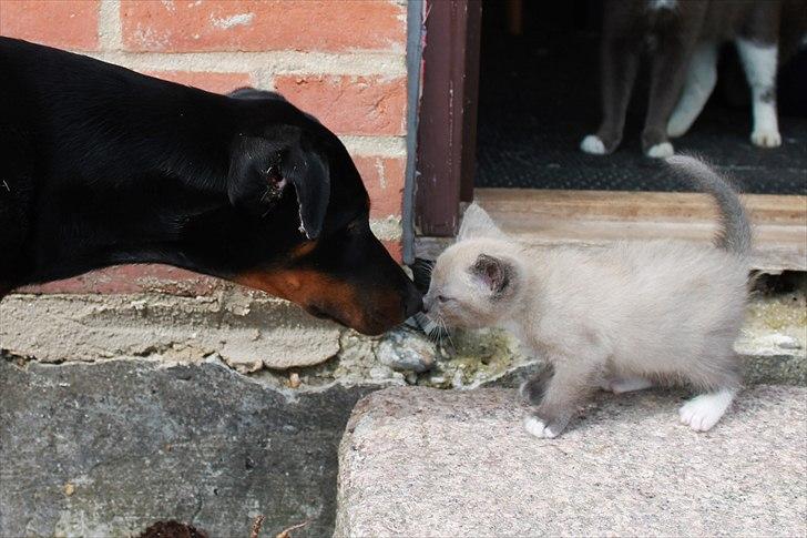 Blanding af racer spenny billede 2