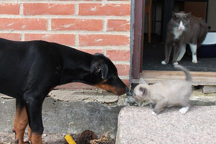 Blanding af racer spenny - hehe mor står rigtig og holder øje i baggrunden men (no mane) er ligeglad :) billede 10