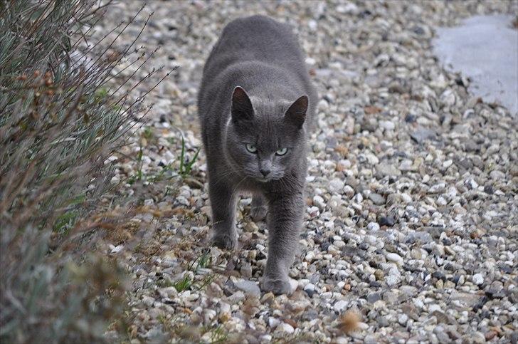 Blanding af racer Putte - Velkommen til Puttes profil :-) billede 1