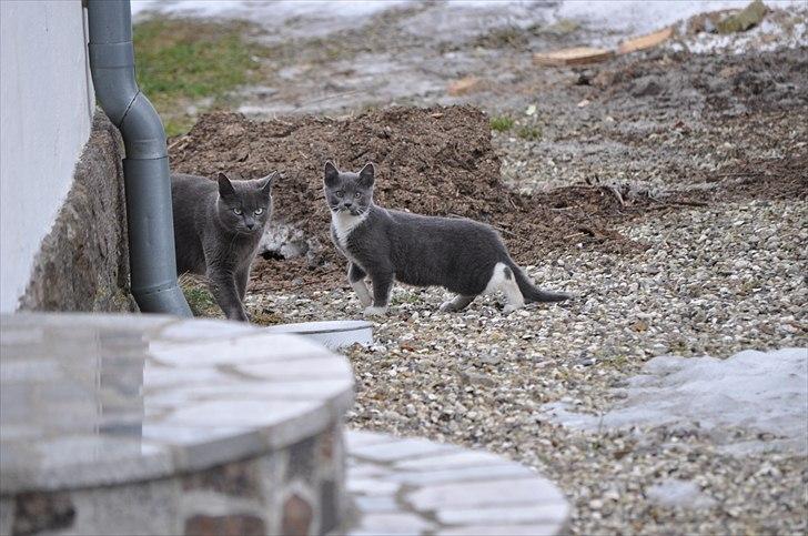 Blanding af racer Putte billede 2