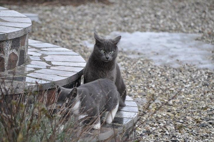 Blanding af racer Putte billede 3