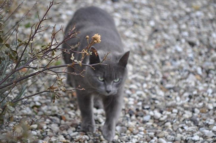 Blanding af racer Putte billede 4