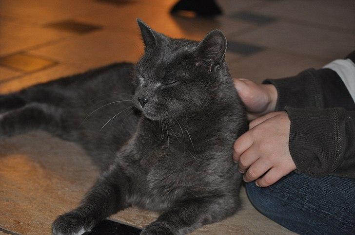 Blanding af racer Putte billede 5