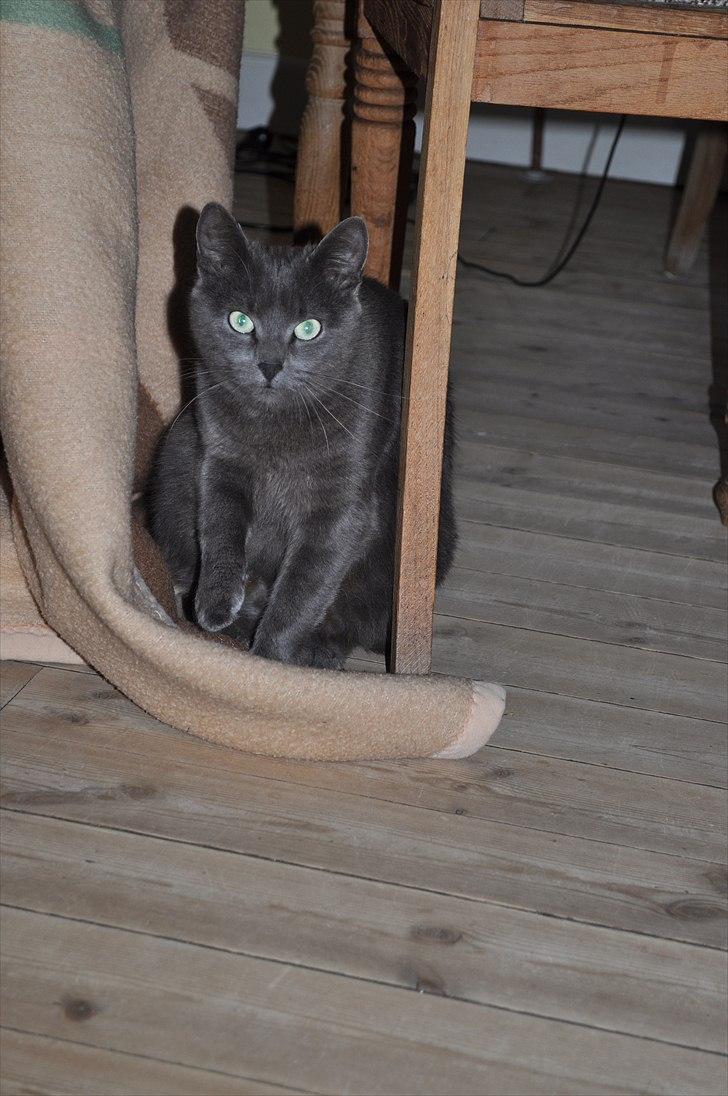 Blanding af racer Putte billede 6