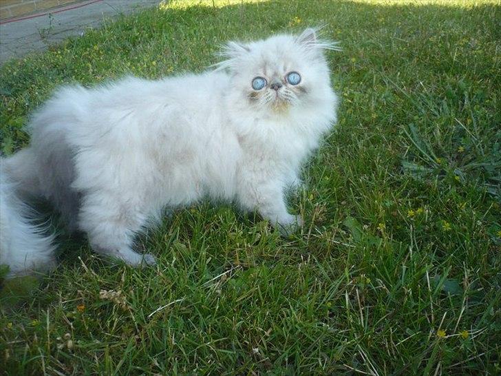 Colorpoint DK Lai-An´s Heaven Sent Sophie - Næsten 13 uger billede 7