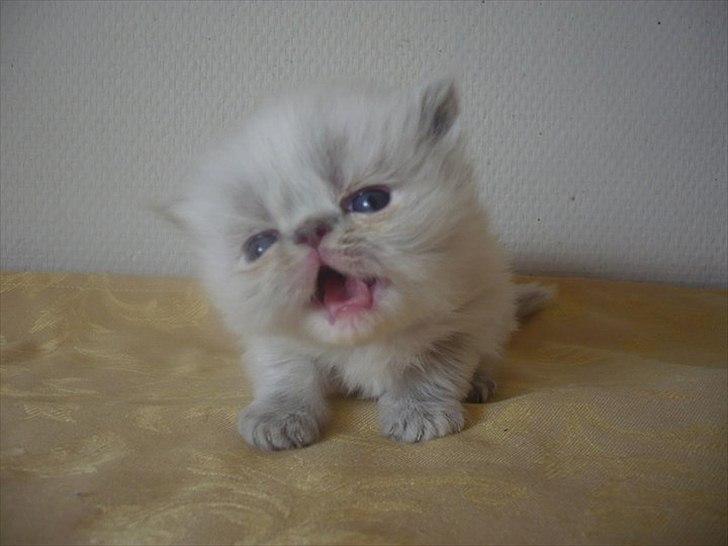 Colorpoint DK Lai-An´s Heaven Sent Sophie - 20 dage billede 1