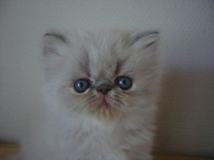 Colorpoint DK Lai-An´s Heaven Sent Sophie - 5,5 uge billede 3