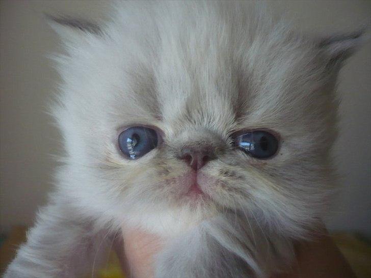 Colorpoint DK Lai-An´s Heaven Sent Sophie - næsten 4 uger billede 2