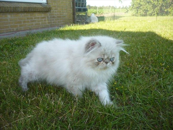 Colorpoint DK Lai-An´s Heaven Sent Sophie - næsten 13 uger billede 8