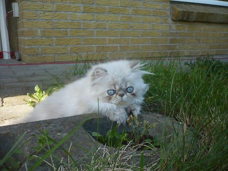 Colorpoint DK Lai-An´s Heaven Sent Sophie - næsten 13 uger billede 9