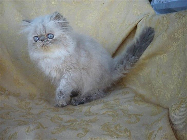 Colorpoint DK Lai-An´s Heaven Sent Sophie billede 4