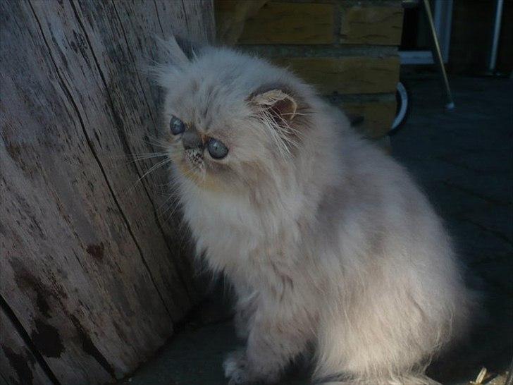 Colorpoint DK Lai-An´s Heaven Sent Sophie billede 5