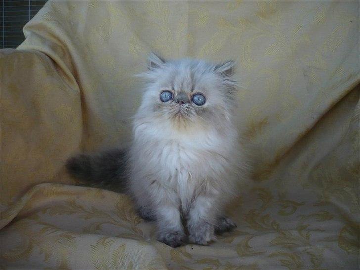 Colorpoint DK Lai-An´s Heaven Sent Sophie billede 6