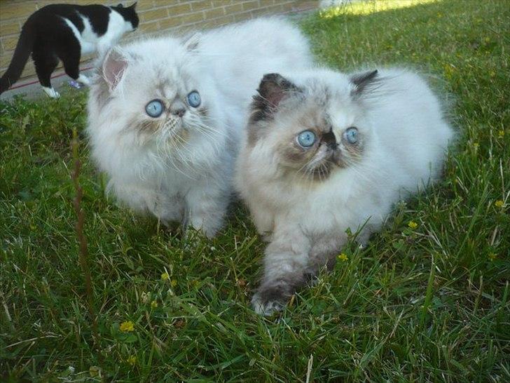 Colorpoint DK Lai-An´s Heaven Sent Sophie - Sammen med sin søster Rosalina billede 11