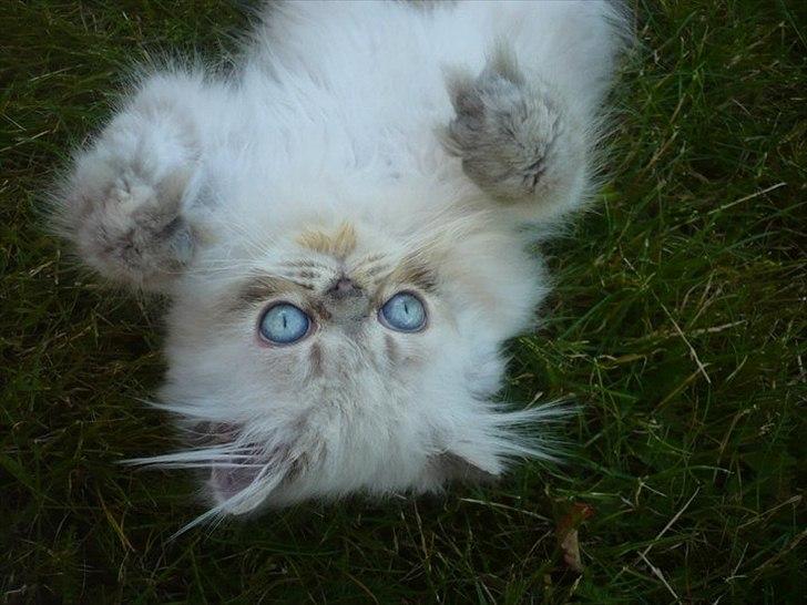 Colorpoint DK Lai-An´s Heaven Sent Sophie - næsten 13 uger billede 10