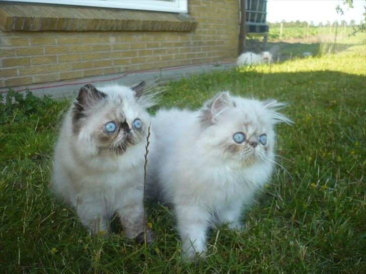 Colorpoint DK Lai-An´s Heaven Sent Sophie - Sammen med søster Rosalina, næsten 13 uger billede 12